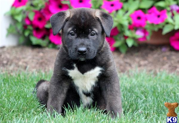 Puppies in Mount joy