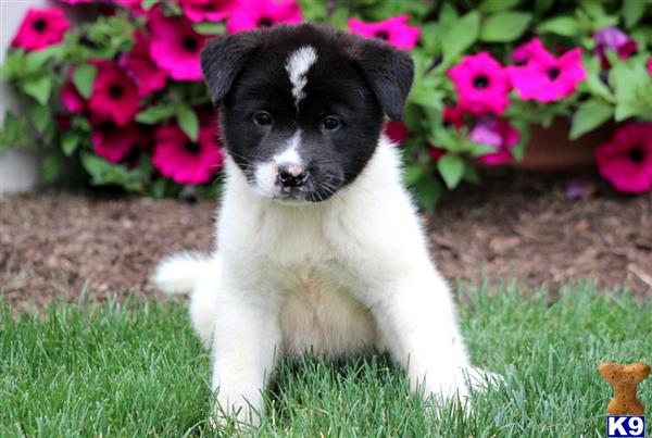 Puppies in Mount joy
