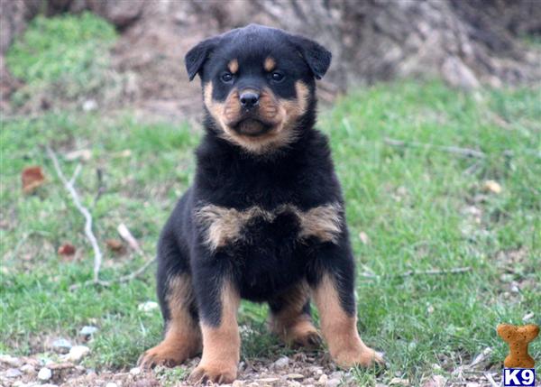 rottweiler puppies for free in pa document moved rottweiler puppies for free in pa document moved