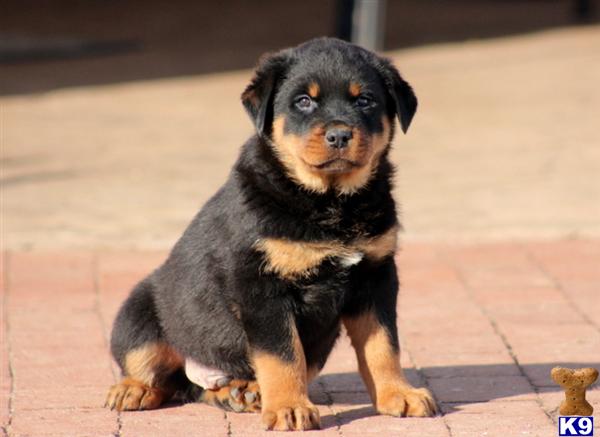 rottweiler breeders in pa document moved rottweiler breeders in pa document moved