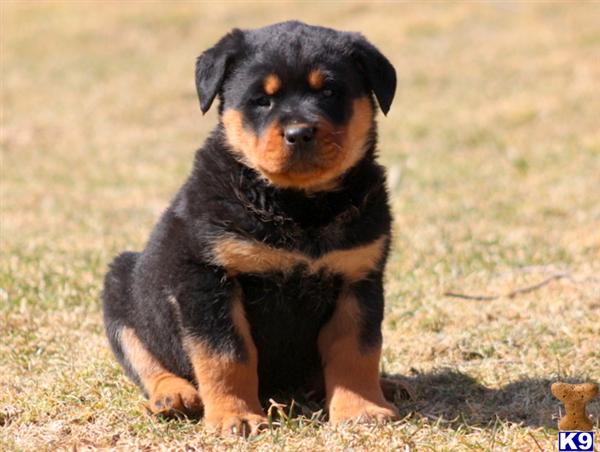rottweiler puppies for free in pa document moved rottweiler puppies for free in pa document moved