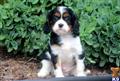Cavalier King Charles Spaniel