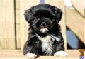 Mixed Breed