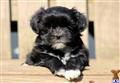 Mixed Breed