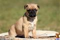 Mixed Breed