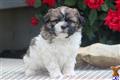 Mixed Breed