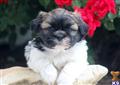 Mixed Breed