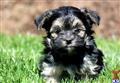 Mixed Breed