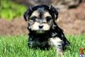 Mixed Breed