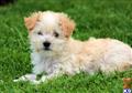 Mixed Breed