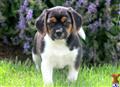 Mixed Breed