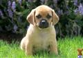 Mixed Breed
