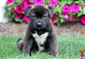 Mixed Breed