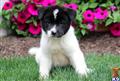 Mixed Breed