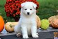 Samoyed