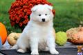 Samoyed