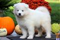 Samoyed