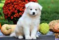 Samoyed