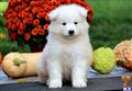 Samoyed