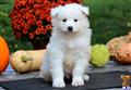 Samoyed