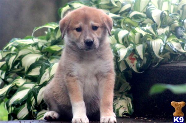 Puppies in Mount joy