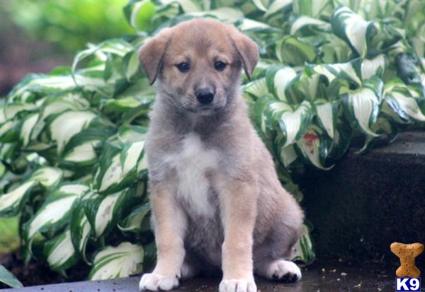 Puppies in Mount joy