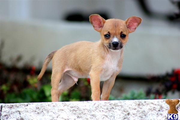 puppies for sale harrisburg pa chihuahua puppies for sale placed breeds picture puppies for sale harrisburg pa chihuahua puppies for sale placed breeds picture