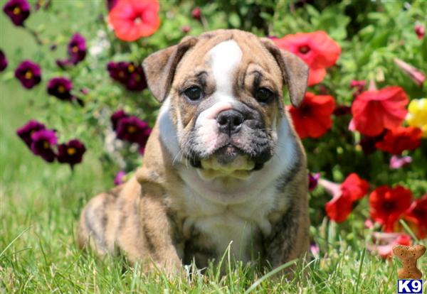Puppies in Mount joy
