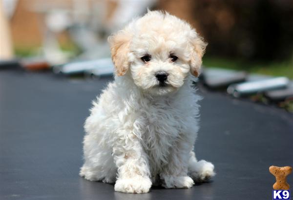 Puppies in PA