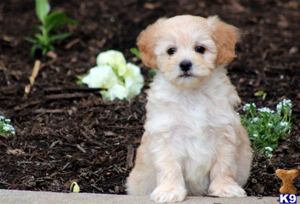 Puppies in PA