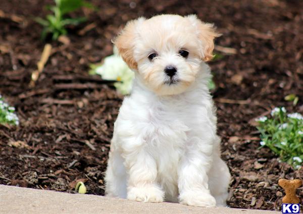 Puppies in PA