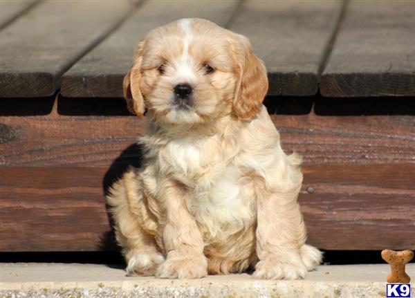 Puppies in PA
