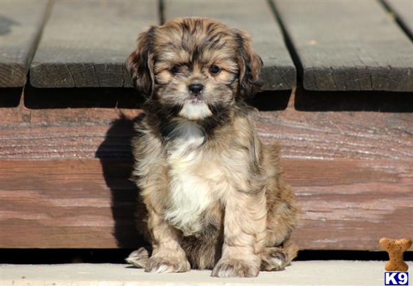 Puppies in PA