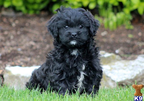 Puppies in PA
