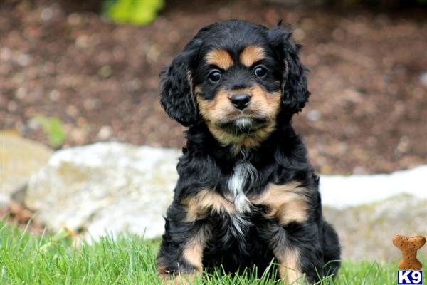 Puppies in PA