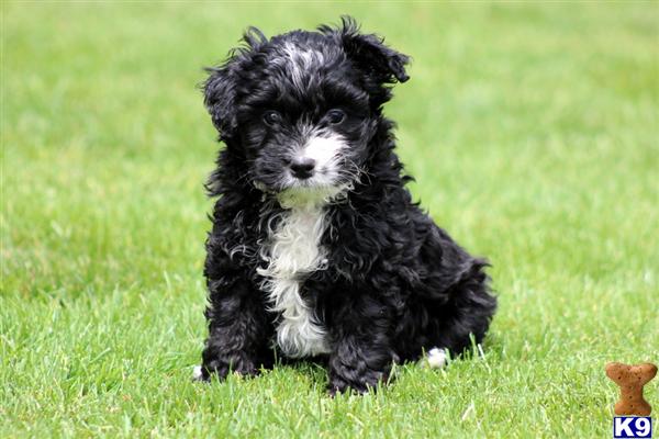 Puppies in PA