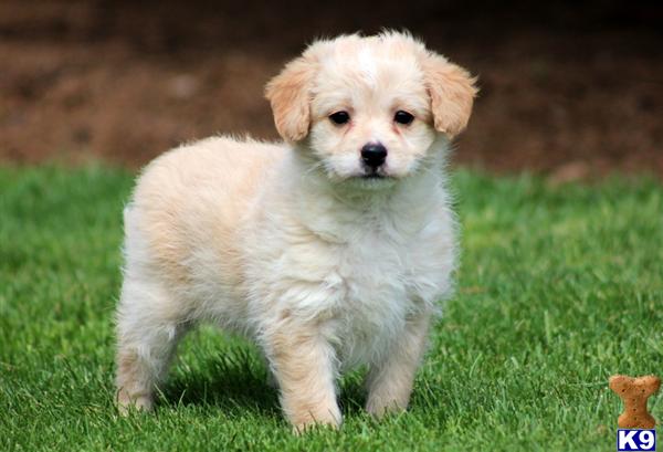 Puppies in PA