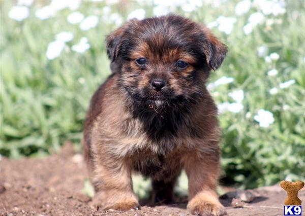 Puppies in Mount joy