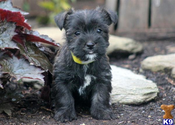 Puppies in Mount joy