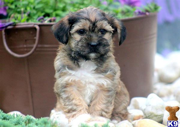 Puppies in Mount joy