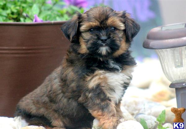Puppies in Mount joy