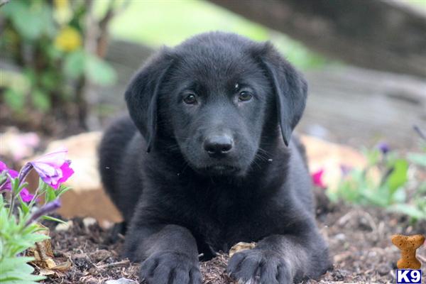 Puppies in Mount joy
