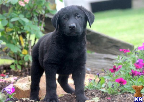 Puppies in Mount joy