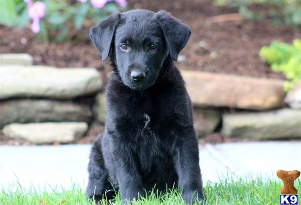 Puppies in Mount joy