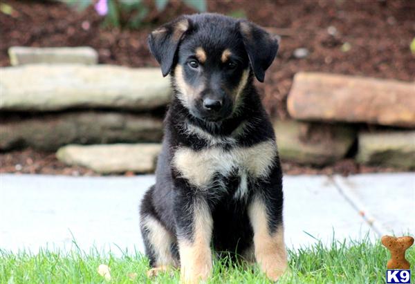 Puppies in Mount joy