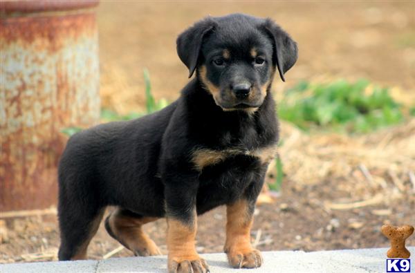 Puppies in PA