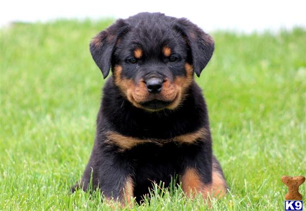 Puppies in PA