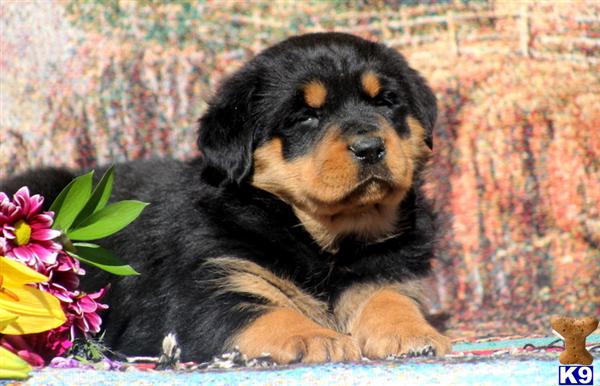 Puppies in PA