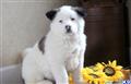 Akita