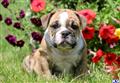 English Bulldog